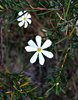 white propeller