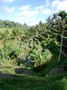 rice terraces