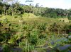 rice terraces