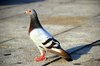 Pigeon