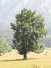 oak