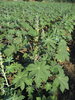 Castor farm 2