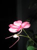 Night Flower