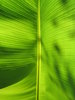 Banana texture 3