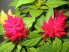 Red twins