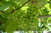 Wine to be 1