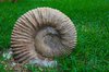 ammonite