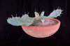 Prickly Pear