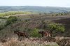 Exmoor ponies