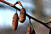 going to seed
