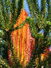 banksia bloom 1