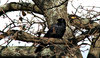 lone crow