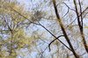 Treescape 1