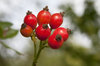 Rosehips