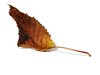 autumn leaf