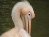 Pelican