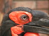 Hornbill
