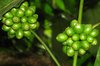 Green Coffee Beans