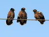 Noisy Birds