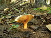 Orange Fungus