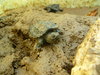 Baby Snapping Turtles