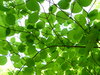 Dogwood Silhouette