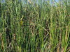 Wild Pearl Millet