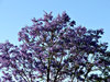 Jacaranda purple