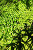 curved green spikes