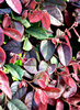 multicoloured foliage