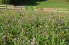 flowering meadow