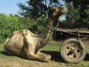 Resting camel