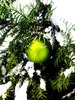 snowy christmas