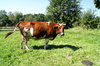 cow on a pasture