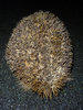 Hedgehog.