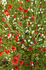 Wild flowers.