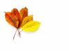 autumn shades