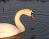Swan
