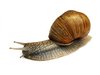 snail
