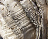 paperbark tree textures