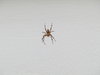 cross spider