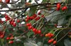 Autumn berries