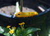 Caterpillar
