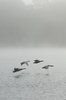 Flight in the mist
