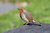 Robin red breast 