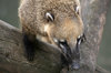 South American Coati