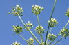 Umbel flower