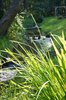 grass