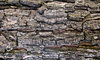 tree trunk textures