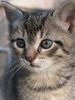 kitten portrait